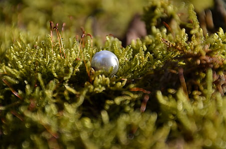 silver ball on green grass thumbnail