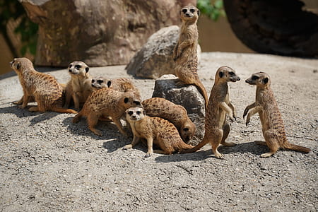 selective focus photography of herd of meerkats thumbnail