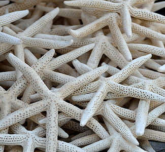 closeup photo of white starfish thumbnail