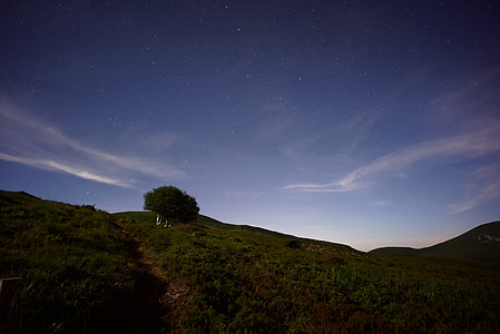 photography of green tree at nighttime thumbnail
