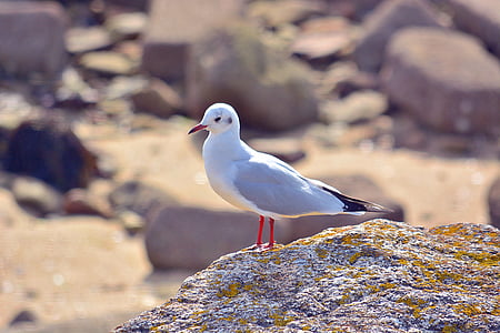 white pigeon thumbnail