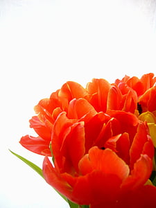 red petaled flowers thumbnail