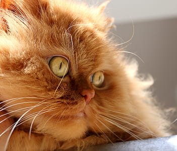 orange tabby cat thumbnail
