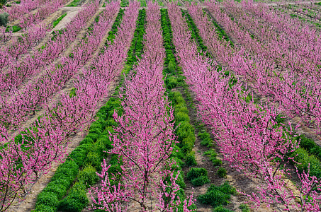 pink petaled flowers field thumbnail