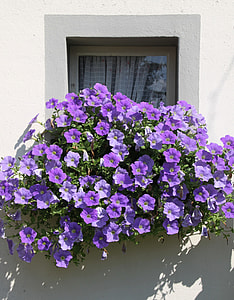 purple petaled flowers on the window thumbnail