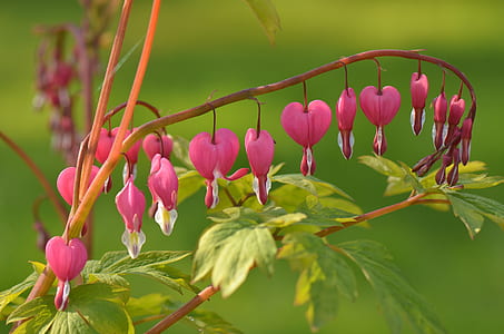 closeup photography of pink bleeding hearts thumbnail