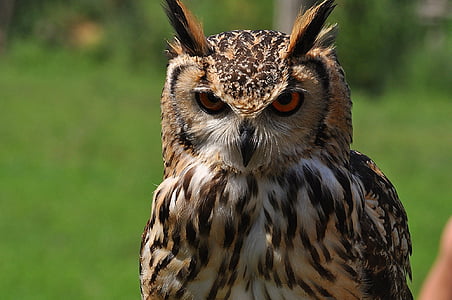 brown and beige owl thumbnail