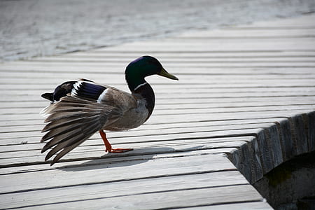 wood duck on brown surface thumbnail