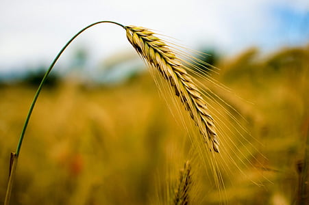 selective focus photography of brown wheat thumbnail
