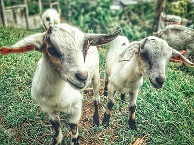 Two White Goat Kids thumbnail