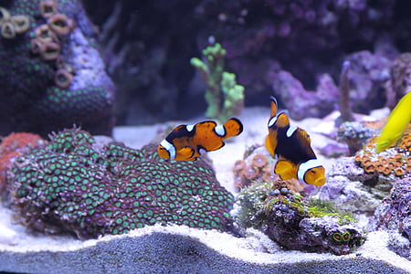 two black-and-orange clown fish thumbnail