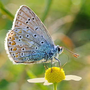 macro photography of black and brown butterfly on yellow flower thumbnail