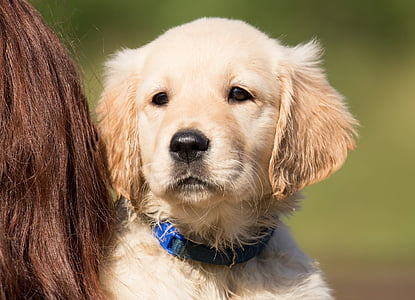 yellow Labrador retriever puppy thumbnail