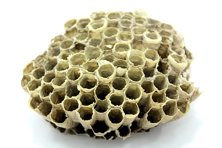 honeycomb, bee, medicine, honey thumbnail