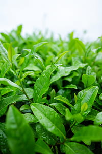 close-up photography of green leaf plants with water drops thumbnail