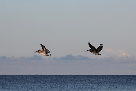 Pelicans In Flight, Gulf Of Mexico thumbnail
