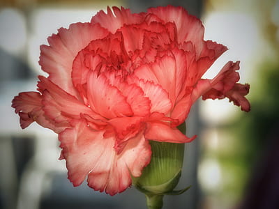 pink and white flower thumbnail