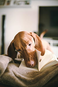 smooth tan dachshund open book close-up photo thumbnail