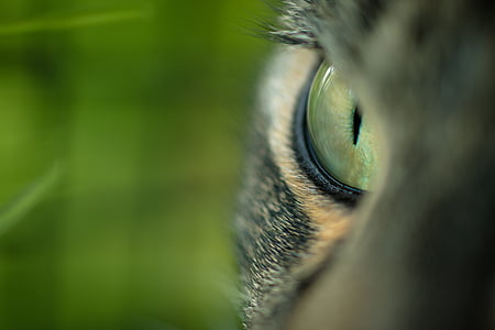 closeup photography of cat thumbnail