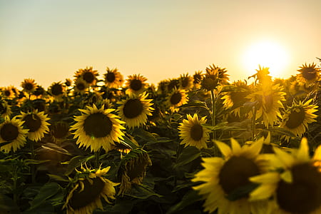 close-up photography of sunflowers thumbnail