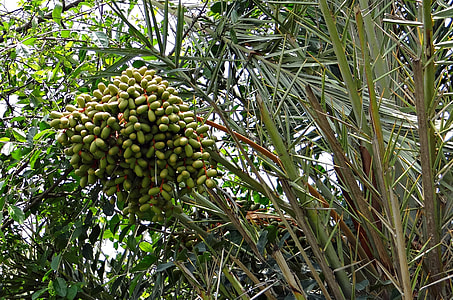 Wild Date Palm, Phoenix Sylvestris thumbnail