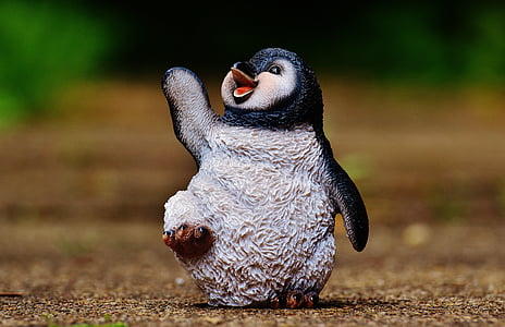 selective-focus photography of penguin outdoor thumbnail