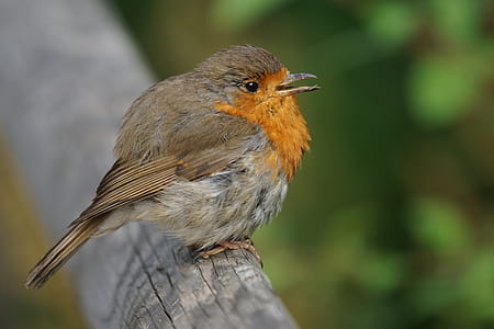 selective focus photo of European robin bird perching on gray wooden surface thumbnail
