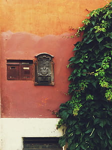 vine plant on concrete wall thumbnail