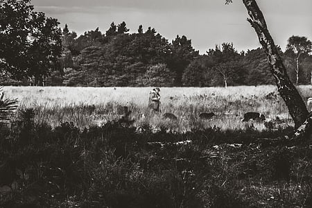 grayscale photography of person inside fields thumbnail