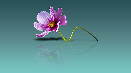 purple daisy on green background thumbnail