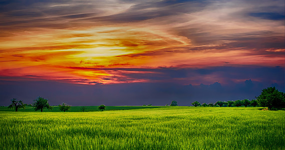 green grass field in sunset thumbnail