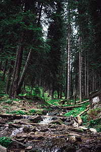 Creek in a Forest thumbnail