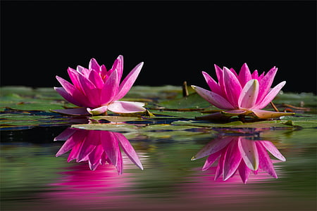 two pink water lilies thumbnail