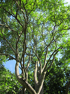 Ailanthus Altissima, Ailanthus thumbnail