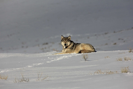 gray wolf sitting on the snow thumbnail