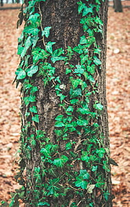 tree surrounded by leaves thumbnail