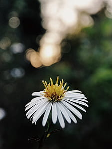 selective focus photography of white conelfower thumbnail