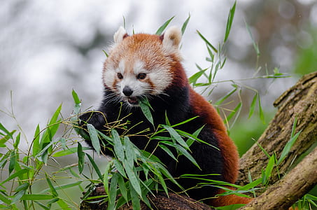 red panda eating a leaf thumbnail