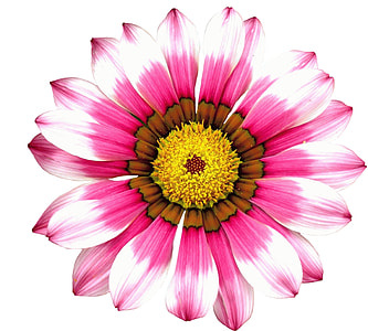 pink and white petaled flower thumbnail