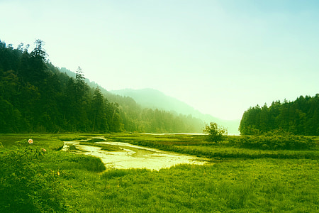 green field with trees at daytime thumbnail
