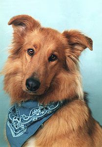 adult tan German shepherd close-up photo thumbnail