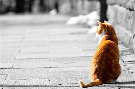 orange cat sitting on gray concrete floor thumbnail