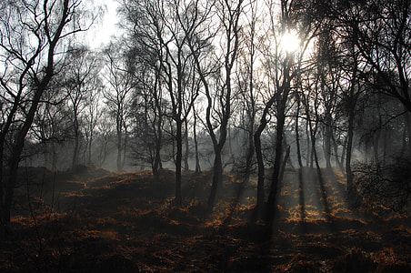 crepuscular light passing through bare trees thumbnail
