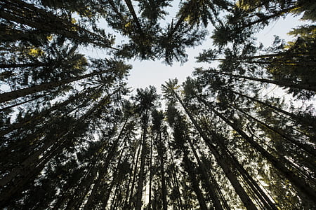 low-angle photography of green leafed tree thumbnail