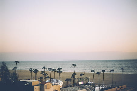 buildings surrounded tall trees near sea thumbnail