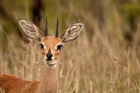 Selective Focus Photography of Brown Deer thumbnail