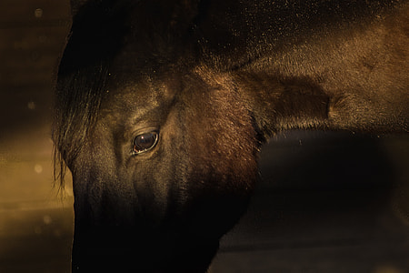 close-up photo of horse thumbnail