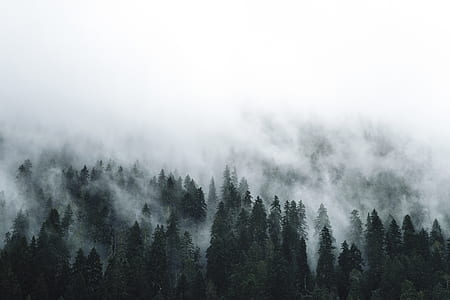 green leafed tree photography thumbnail