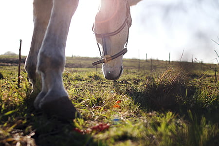grass, eat, horse thumbnail