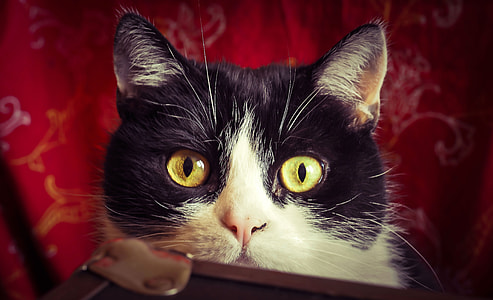 shallow focus photography of black cat thumbnail